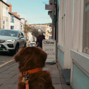 The Lead One – Pumpkin